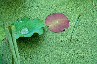 太空肉鸽战略游戏《特里贡：太空故事》由Gameforge发行，将于4月底推出